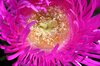 Purple flowers 5
