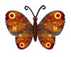 Big butterfly