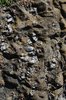 Ground texture 2