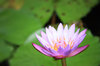 Water Lily