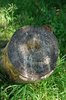 Trunk texture 3