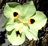 dietes bicolor