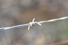 barbed wire