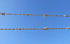 barbed wire