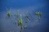 Weeds in the puddle