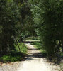 bush path