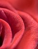 red rose with dew drops