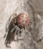 brown spider