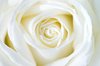 White rose