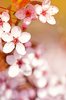 Spring glory 2