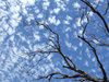 clouds