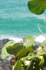 Tropical leaves detail