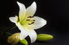 Beautiful White Flower
