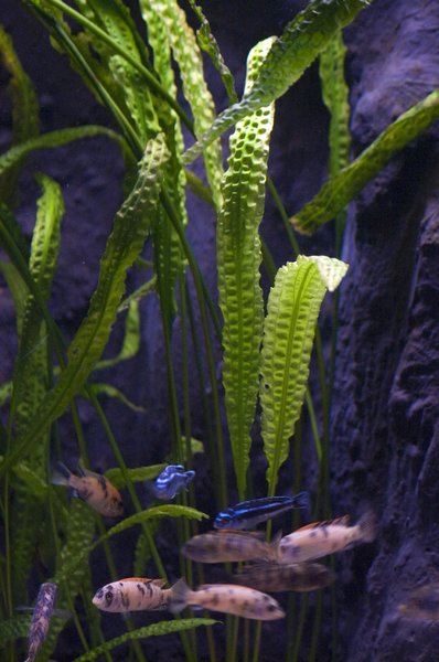 aquarium with bright leafs: aquarium in the zoo in P&Atilde;&copy;cs