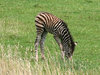 Zebra foal