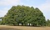 Sweet chestnut copse