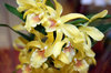 orchid