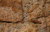 stone wall