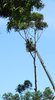 at work - up a tree