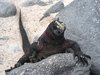 iguana
