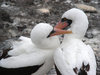 nazca booby