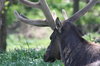 Elk resting.jpg