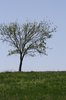 Summer Meadow.jpg