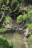 HRC - A Still Creek.jpg