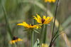 HRC- Wild Flowers.jpg