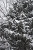 HRC- Snowy Tree.jpg