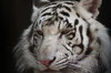 HRC-Siberian Tiger.jpg