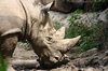 HRC- Rhino1.jpg