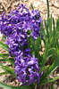 Purple Flowers.jpg