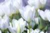 Paper white tulips