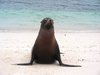 sea calf