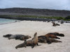 sea calf