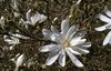 White magnolia flowers