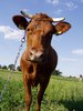 cow