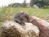 little one