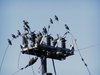 birds 0 2