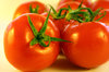 tomato 3