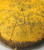 orange and poppy seed cake