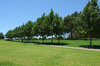 tree path