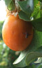 orange passion fruit