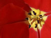 Red tulips