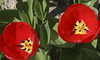 Red tulips