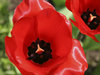 Red tulips