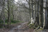 Into the forest