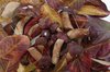 Autumn gifts