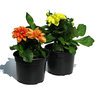 dahlias in a pot
